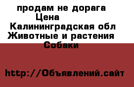 продам не дорага › Цена ­ 4 000 - Калининградская обл. Животные и растения » Собаки   